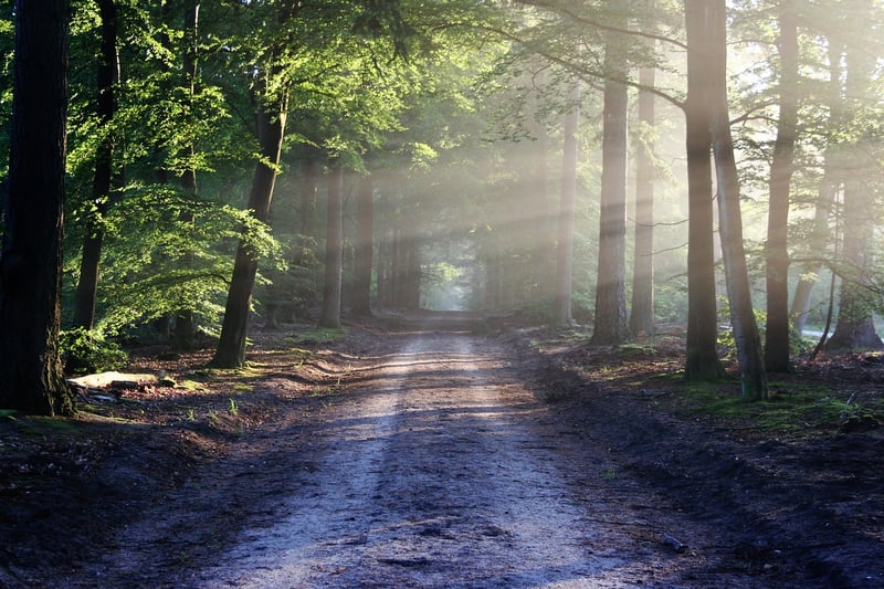 enchanted forest setting