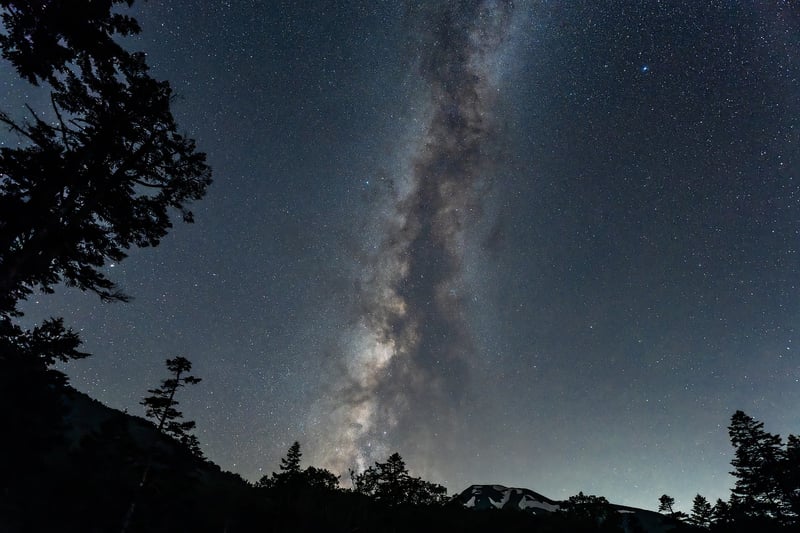 starry night in a forest